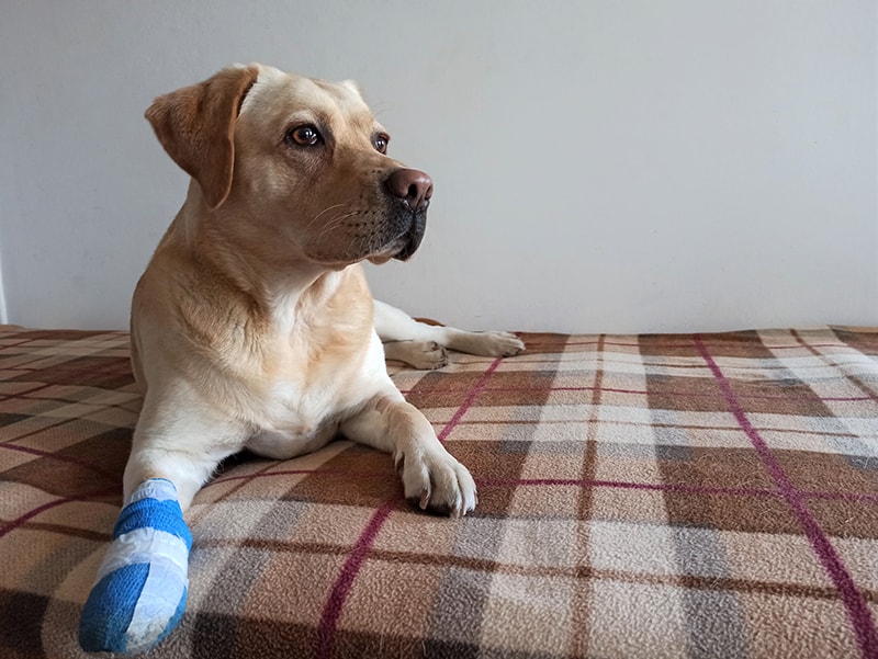 dog with paw bandage
