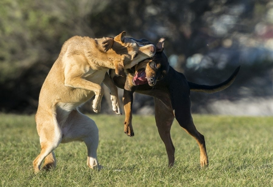 peleas de perros