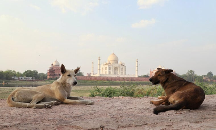 dogs resting at the back side of Taj Mahal