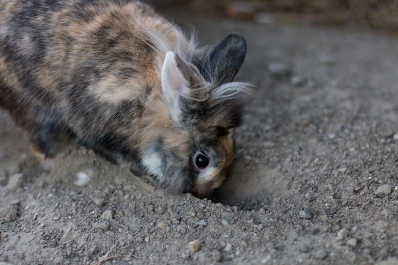 dwarf rabbit digging a hole