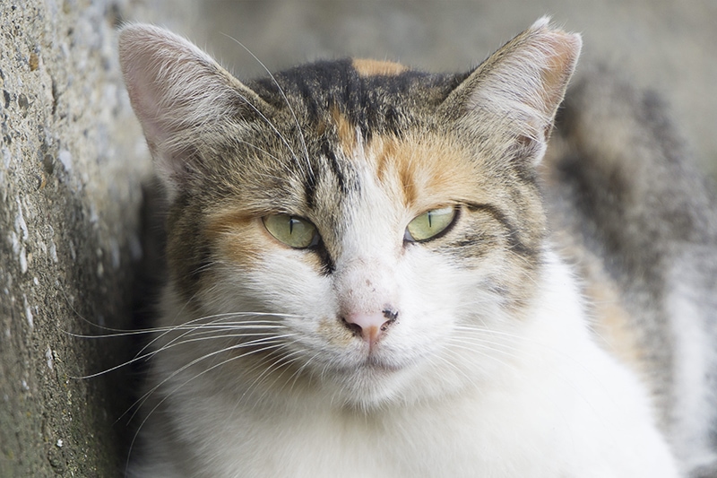 ear tipped calico cat