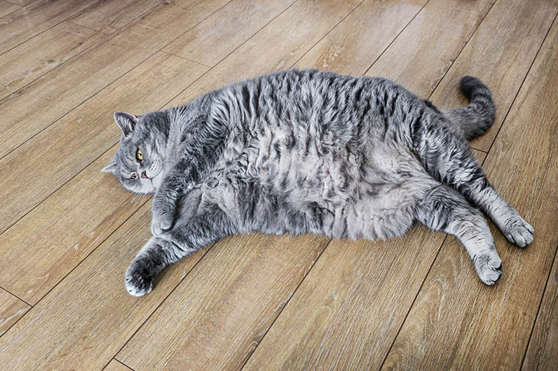 fat British cat is lying on the floor and peeping with one eye