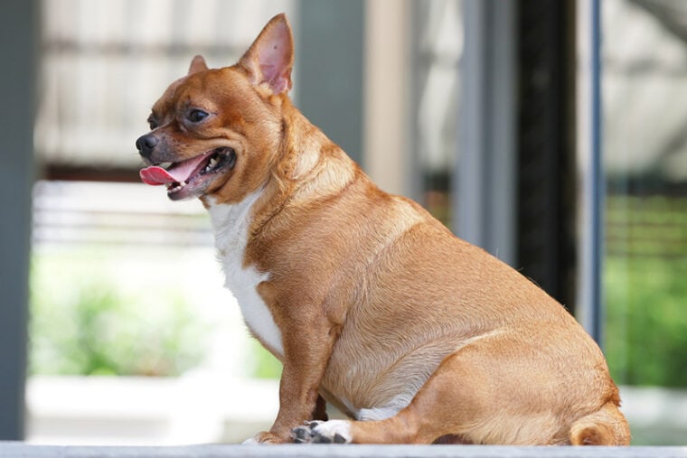 fat chihuahua dog