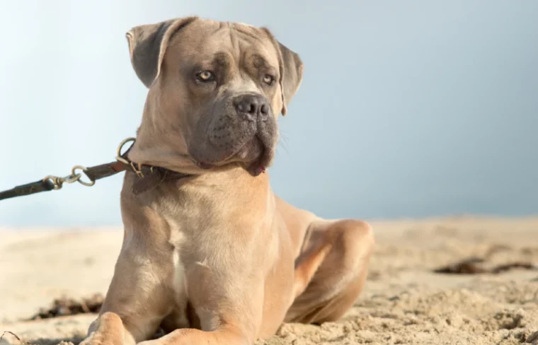 fawn cane corso formentino dog on the beach