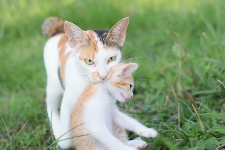female cat mother brings her baby to a new safe place