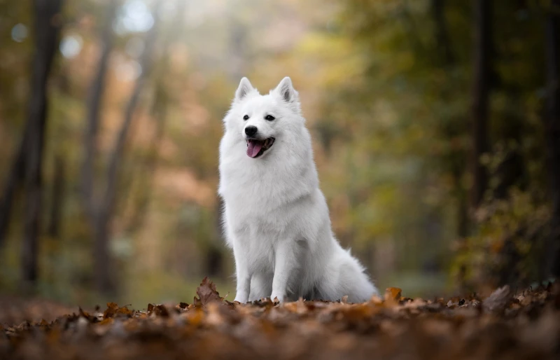 giant white german spitz dog in the forest