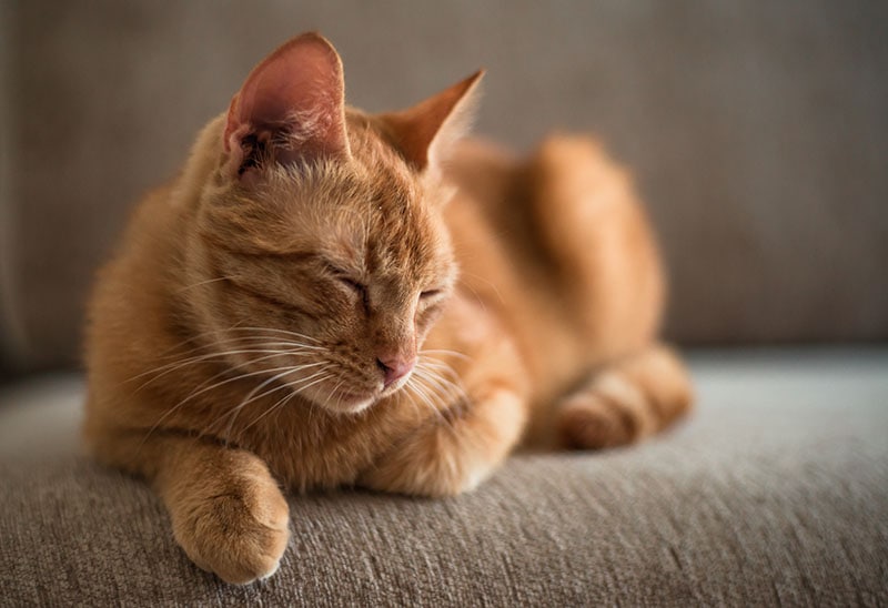 ginger tabby cat lying on a sofa