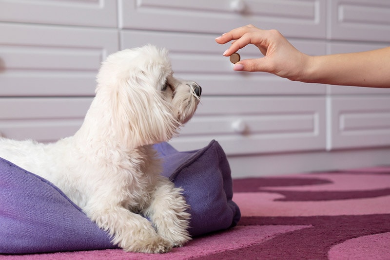 giving treat to a dog lying on the pet bed
