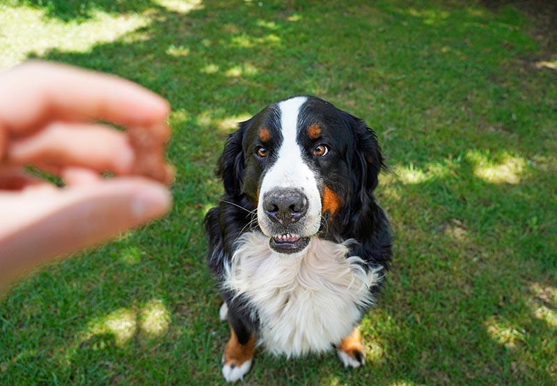 giving treats to bernese dog