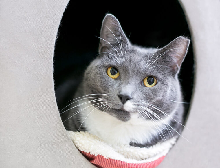 gray and white shorthair cat with ear tipped