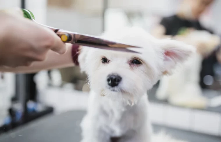 groomer cutting the hair of a maltese dog