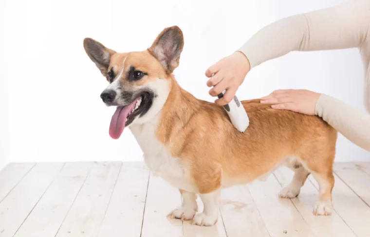groomer giving pembroke welsh corgi dog a haircut