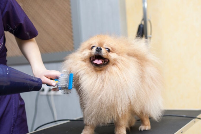 grooming pomeranian dog