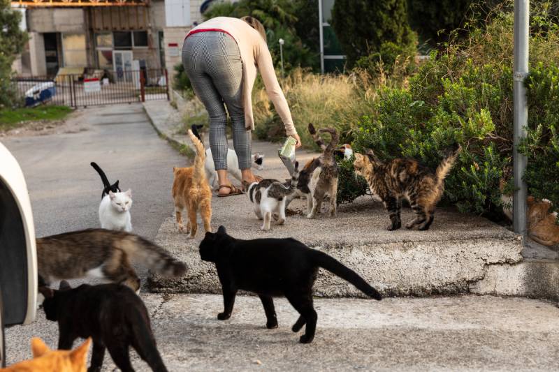 grupo de hambrientos gatos callejeros multicolores sin hogar comiendo comida dada por voluntarios