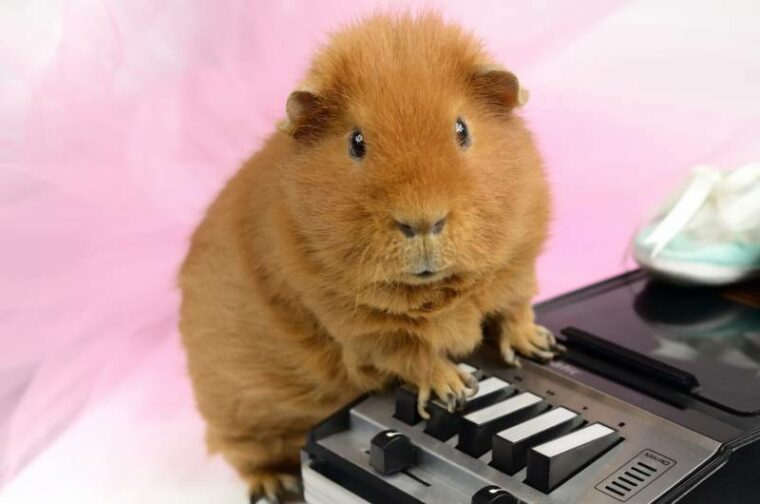 guinea pig play music in the tape recorder