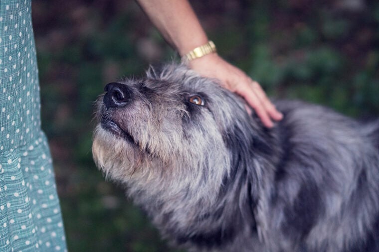 hand petting a wolfhound