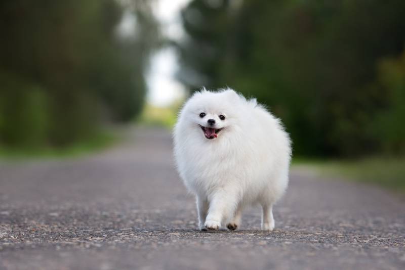 perro pomerania blanco feliz caminando al aire libre