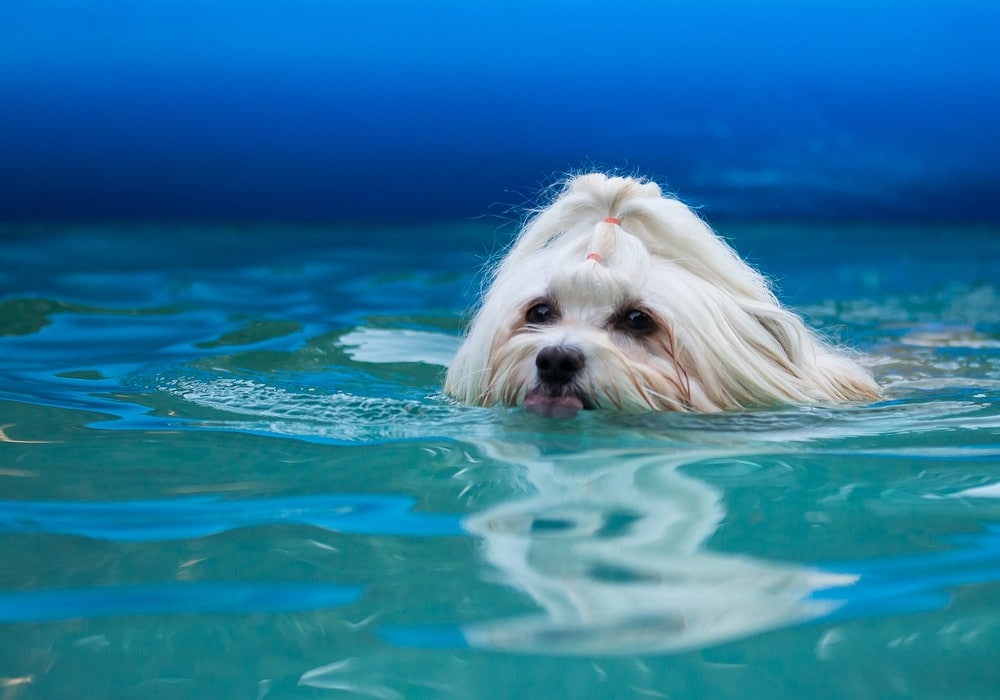 havanese dog swimming in the pool