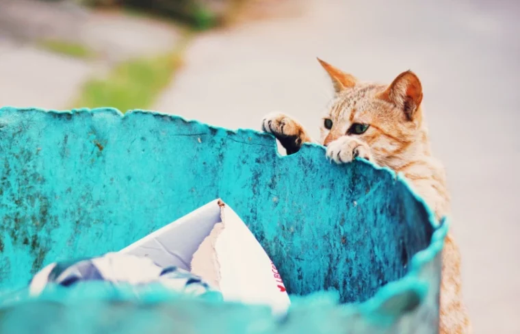 homeless feral cat looking into trash can with garbage