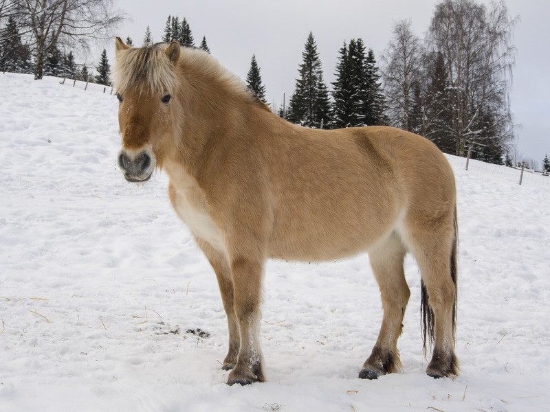 horse standing in the snow