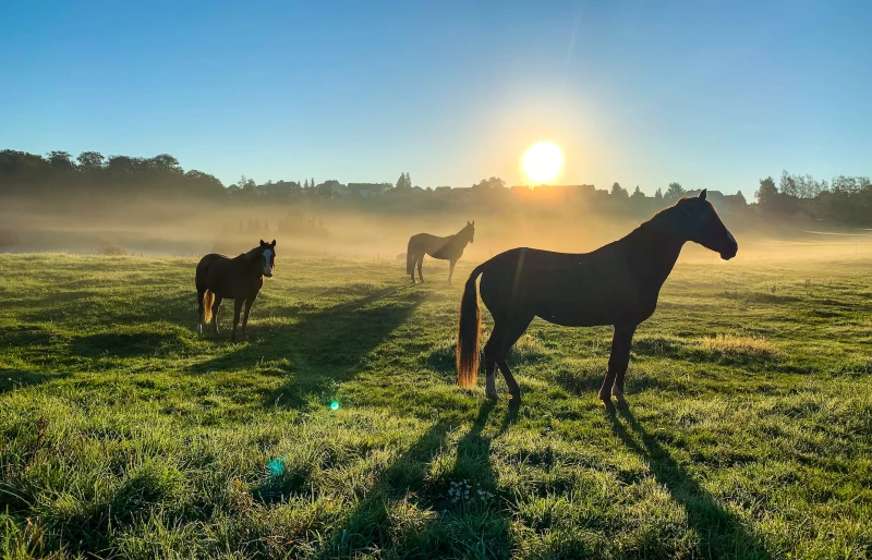 horses on green pasture during sunrise