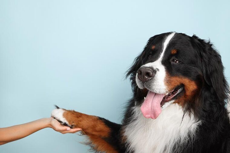 human hand holding bernese mountain dogs paw
