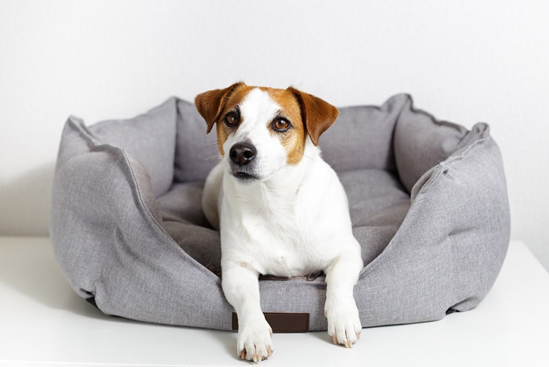 jack russell terrier lying in gray dog bed