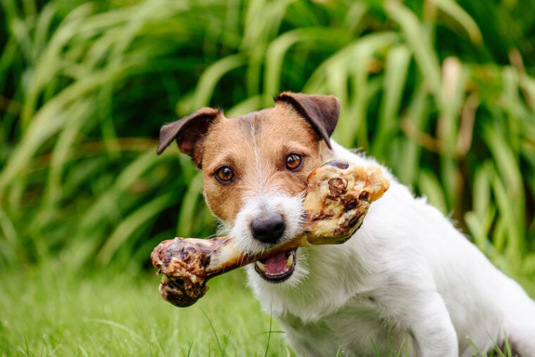 jack russell with bone in its mouth