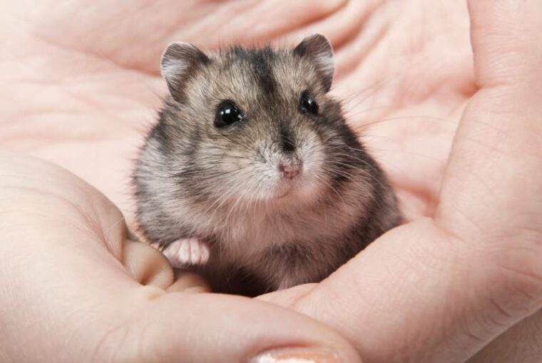 little dwarf hamster on womans hands