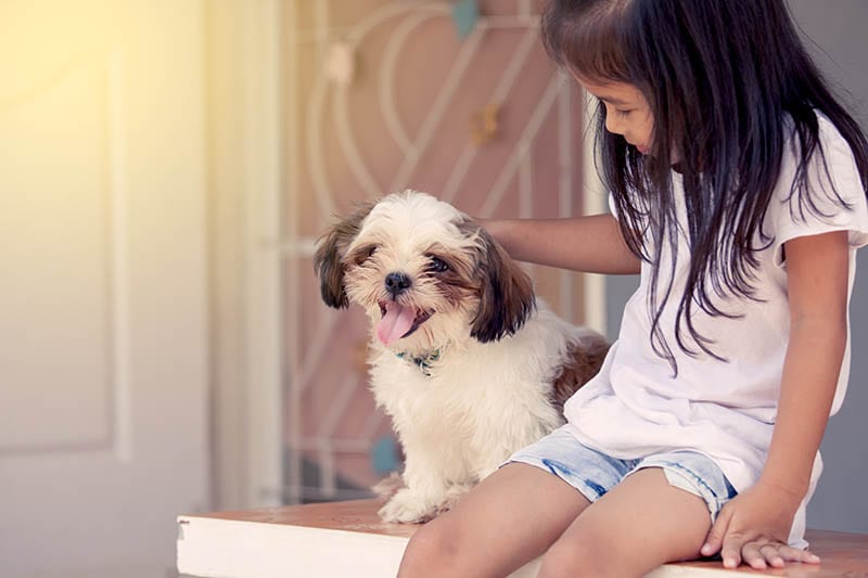 little girl with her Shih Tzu dog in vintage color tone