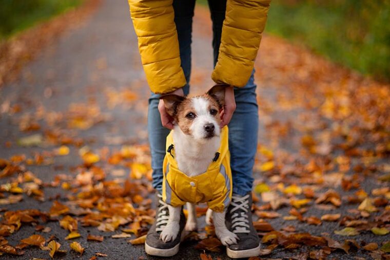 little terrier wearing yellow raincoat