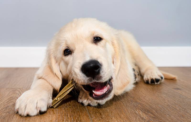 male golden retriever puppy eating a bone treat