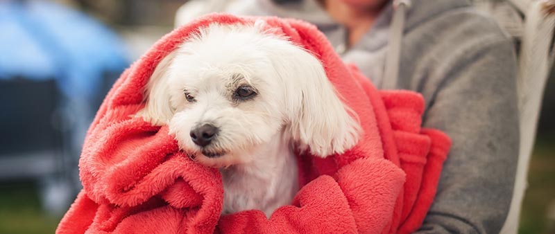 maltese dog wrapped on a red blanket