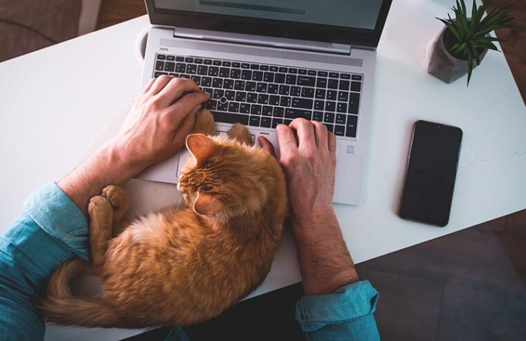 man typing on laptop with cat sleeping on keyboard