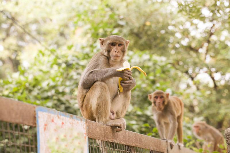 monkey eating banana sitting on the fence
