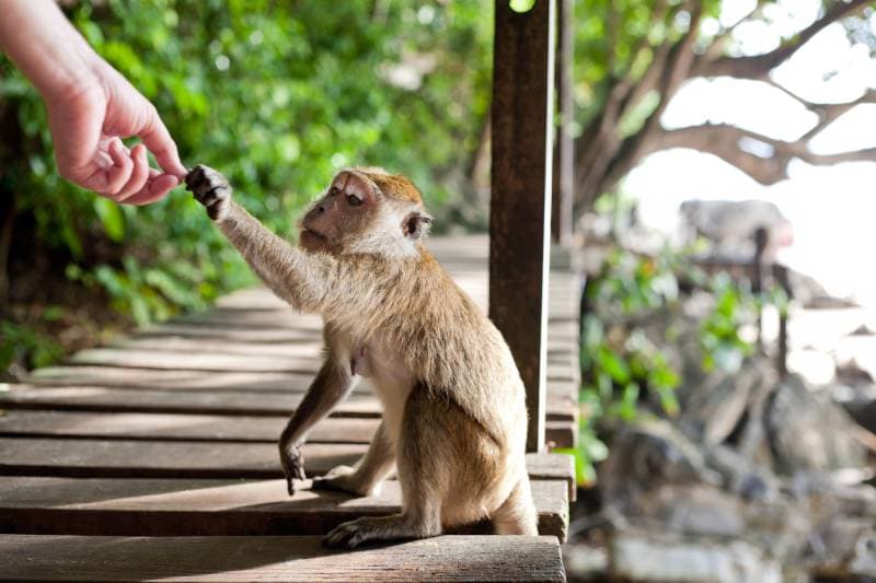el mono toma comida de la mano del humano