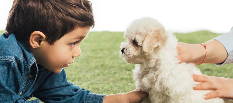 mother holding Havanese puppy and son looking at it