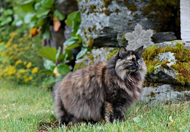 norwegian forest cat female in garden