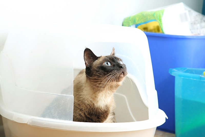 old cat inside a litter box