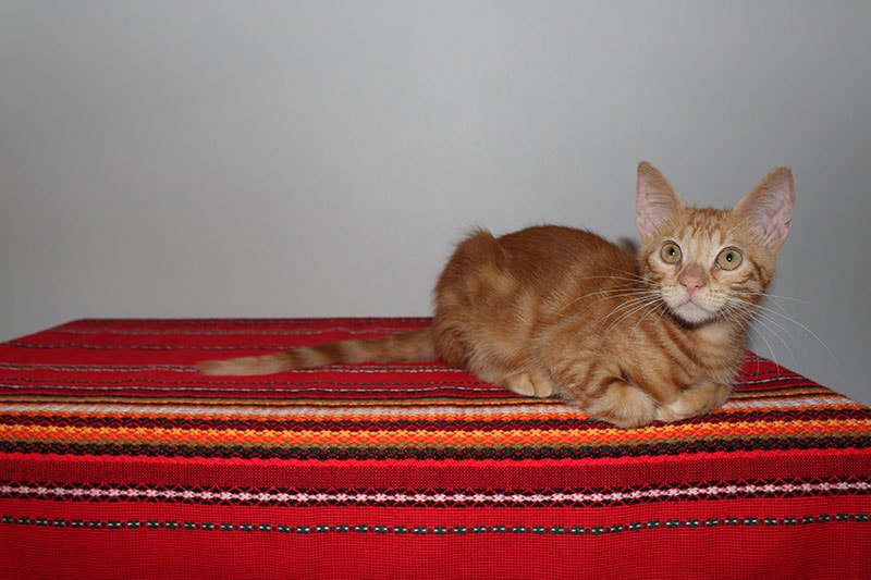 orange kitten lying on red ethnic pattern cover