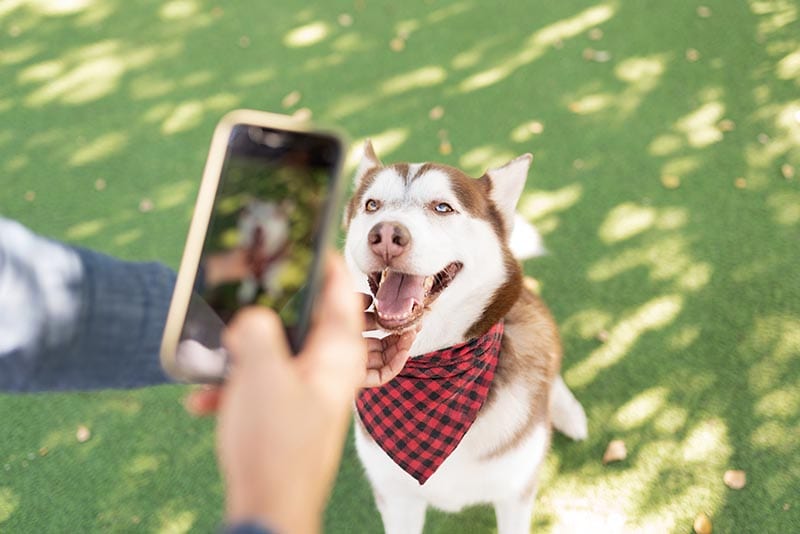 owner taking a photo of his male husky dog wearing a bandana