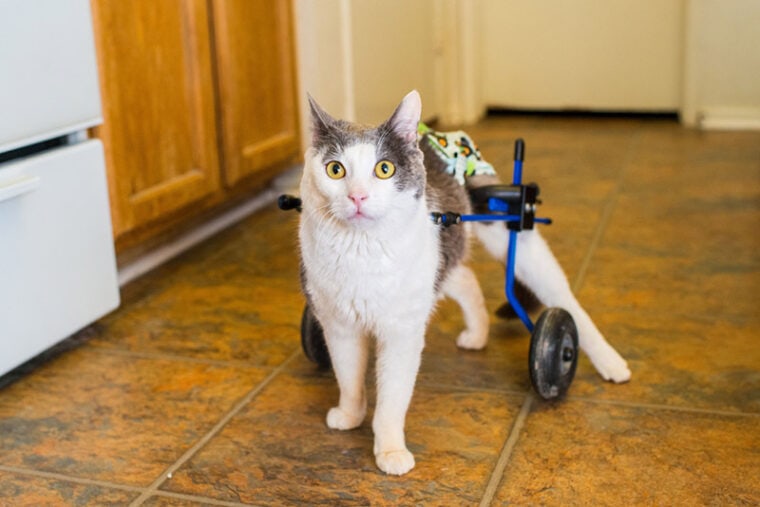 paralyzed cat in wheelchair