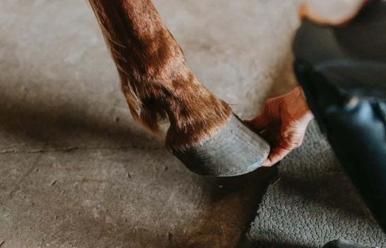 person holdin up a horse's hoof