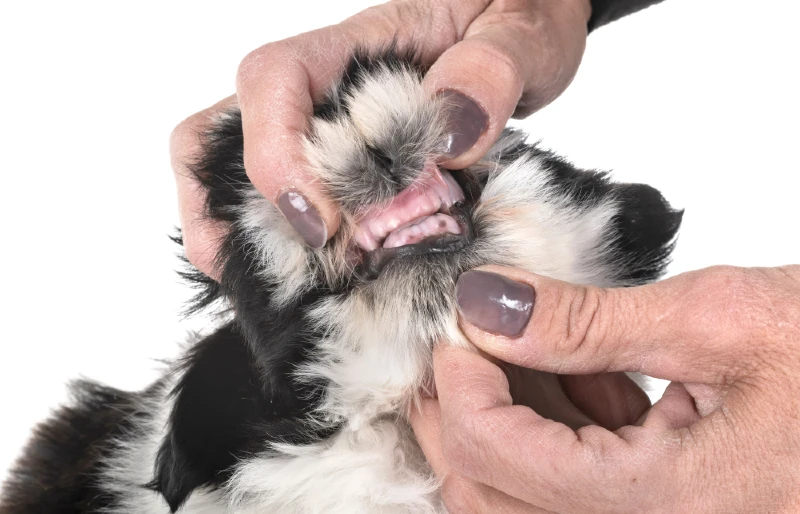 person inspecting puppy shih tzu teeth
