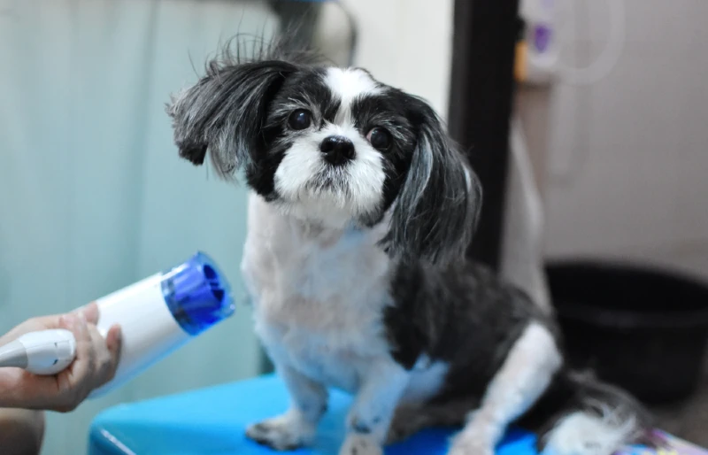 person using hair dryer on black and white Shih Tzu