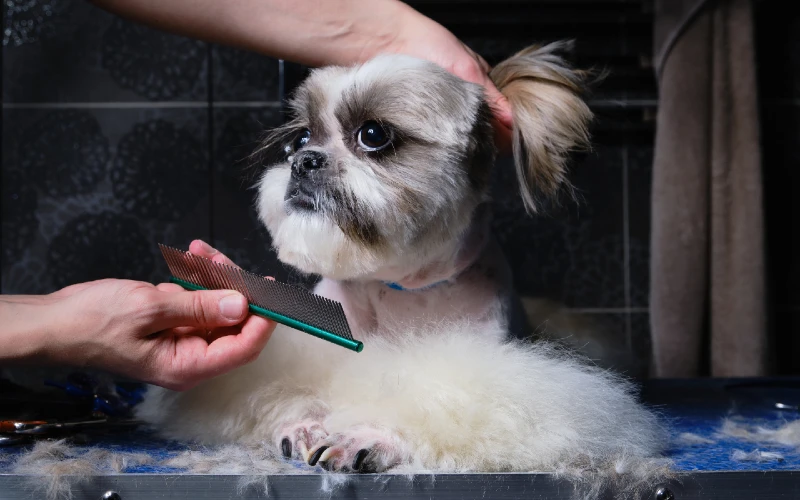 pet groomer combing hair of shih tzu with hairbrush