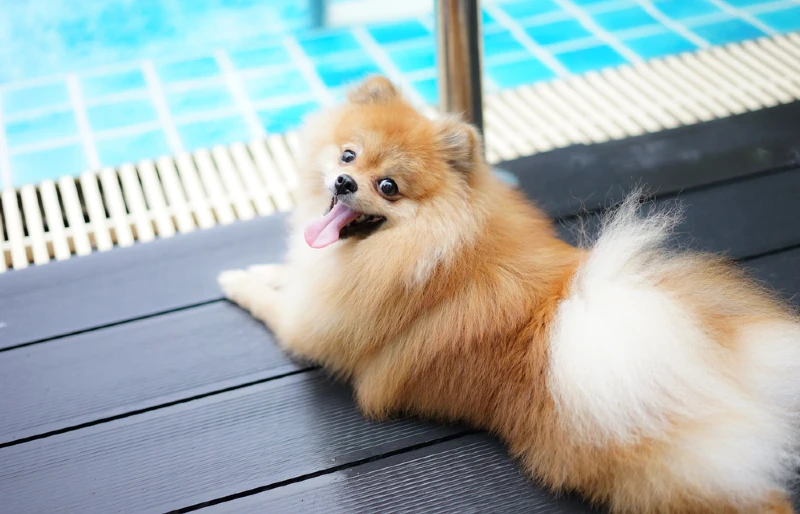pomeranian dog near pool with water