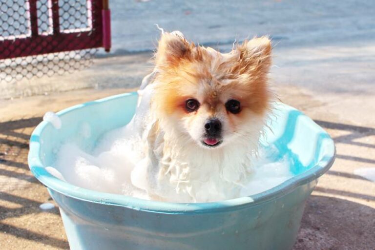 10 Best Shampoos for Pomeranians in 2023: Reviews & Top Picks | Pet Keen