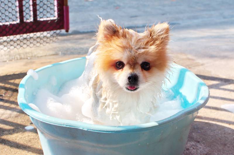 A Pomeranian dog taking a bath in a blue bathtub with white foam bubbles