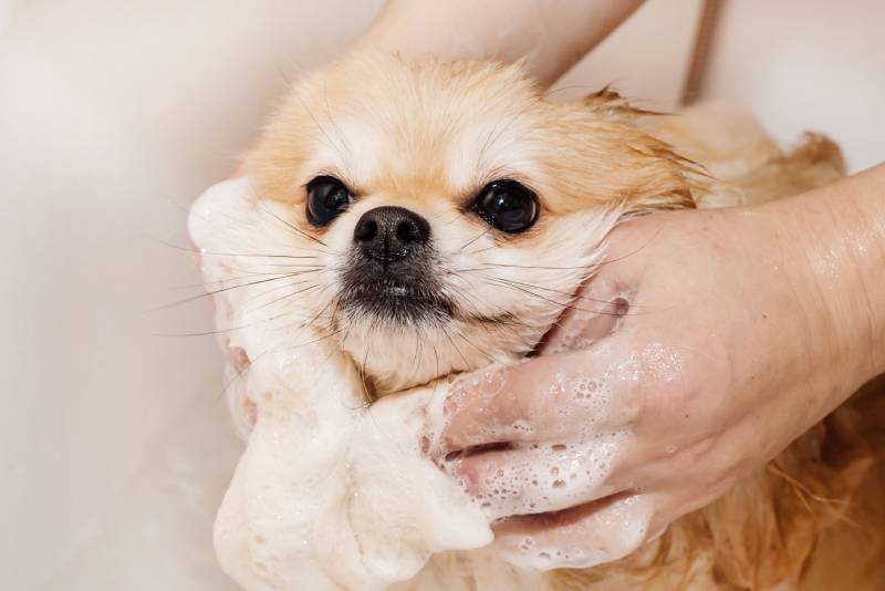 pomeranian dog takes a shower and washes up